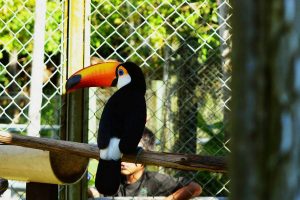 Zoológico do CIGS - Centro de Instrução de Guerra na Selva